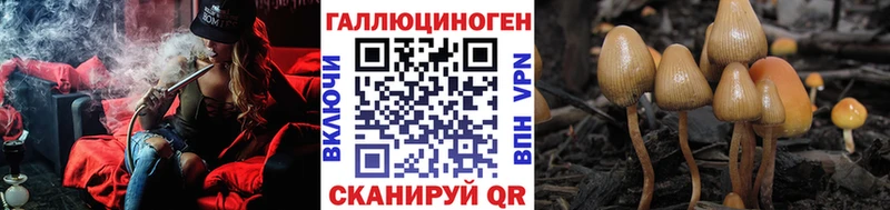 как найти Невельск Псилоцибиновые грибы Psilocybine cubensis